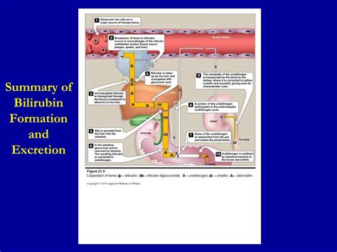 This catabolism is a necessary process in the body's clearance of waste. PPT - Bilirubin Metabolism PowerPoint Presentation, free ...