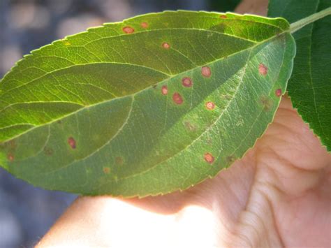 Leaf Spot Diseases Of Trees And Shrubs Umn Extension