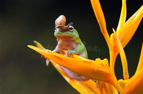 Dumpy Tree Frog Stock Photo Image Of Animal Macro 122489464