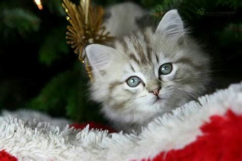 Pin By Kelly B On Christmas Christmas Cats Cats Animals