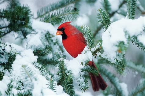 Northern Cardinal Cardinalis Cardinalis Photograph By Richard And