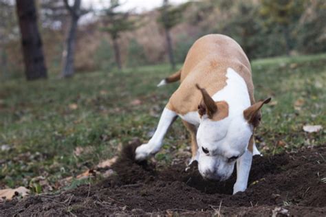 Why Do Dogs Bury Bones Vet Approved Explanation And How To Prevent It
