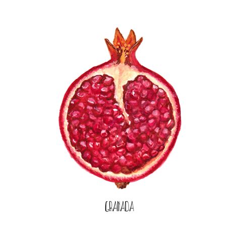 Pomegranate Watercolor Painting Food Illustration Arte De Etsy