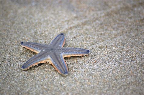 Starfish Facts For Kids Animal Sake