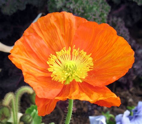 In The Garden Stunning And Stylish Iceland Poppies D Magazine