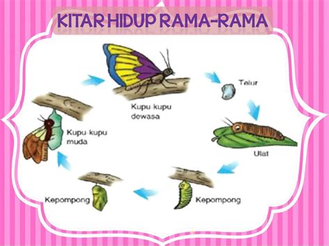 To view this page ensure that adobe flash player version 10.0.0 or greater is installed. Sains Kitaran Hidup Rama Rama | 2mapa.org