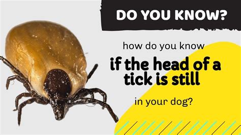 How Do You Know If The Head Of A Tick Is Still In Your Dog A Must See