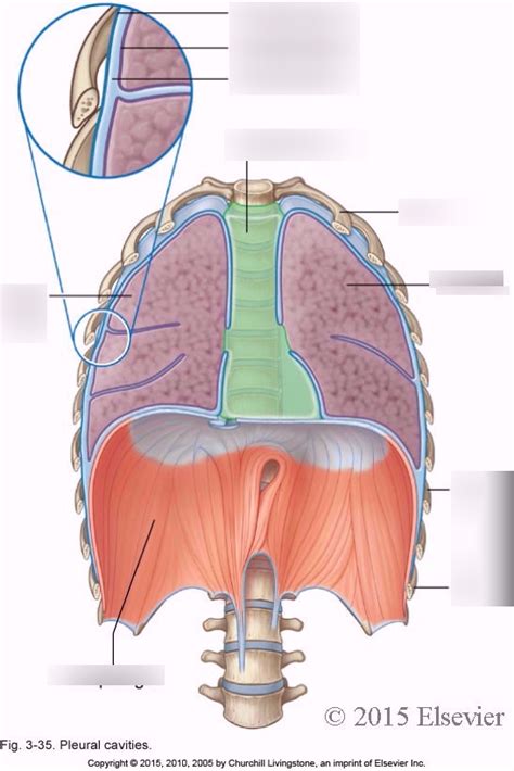 Pleural Cavity Diagram