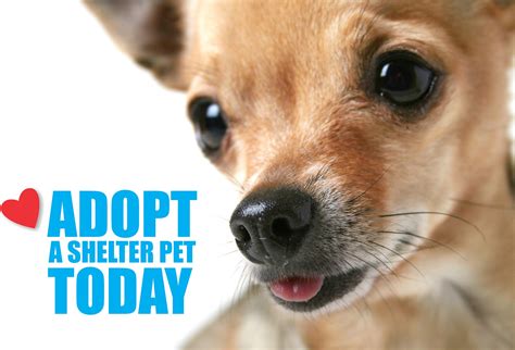 Adopt a Dog in Miami | Humane Society of Miami