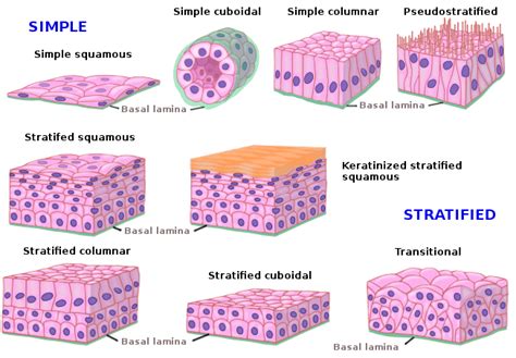 Tissues Types Epithelial Tissue Features Covering And Glandular