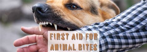 First Aid For Animal Bites Ems Safety An Hsi Company