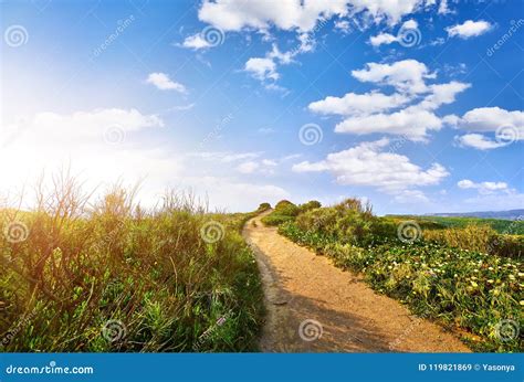 Path Among Fields With Green Grass Leading Stock Image Image Of