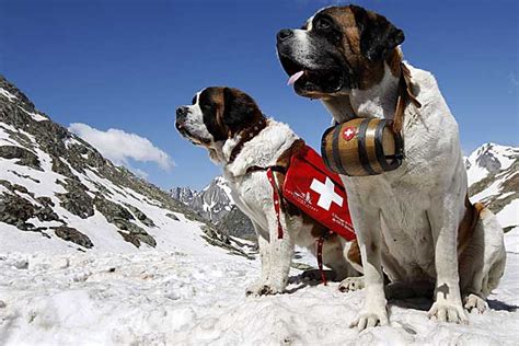 saint bernards  original search  rescue dog unofficial networks