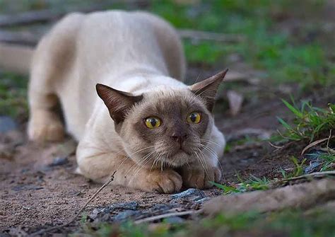 Burmese Cat Information And Cat Breed Facts Pets Feed