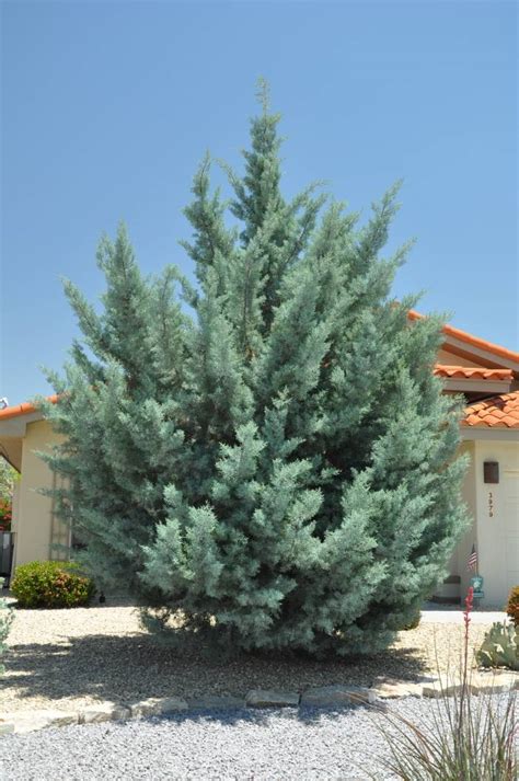 Cupressus Arizonica Blue Ice