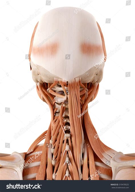 Medizinisch Korrekte Anatomie Nackenmuskeln Stockillustration