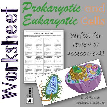 This is the currently selected item. Prokaryotic and Eukaryotic Cells Worksheet for Review or ...