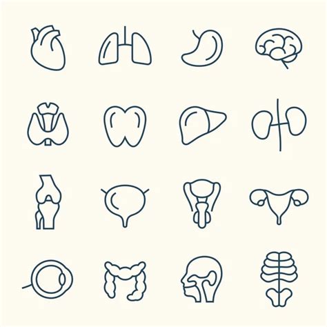 Human Organs Icons Set Stock Vector Image By ©colorlife 115865324