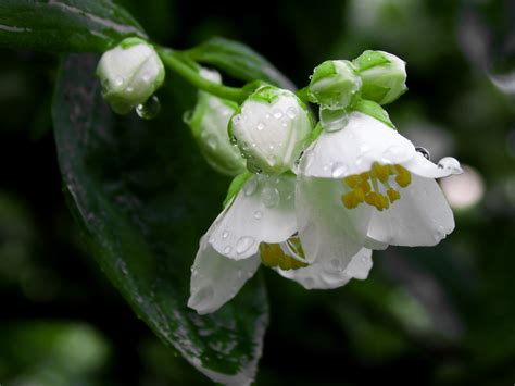 รูปภาพ สีเขียว ธรรมชาติ พื้นหลัง ดอกมะลิ ภาพฟรี ดอกไม้สีขาว