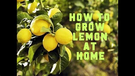 How To Grow Your Own Lemon Tree From Seed Youtube