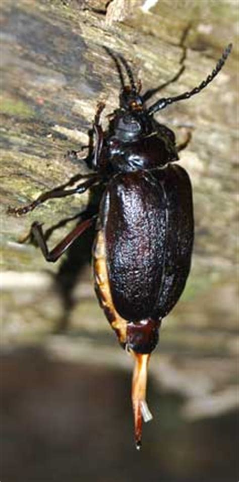 They lay their eggs in the soil near plant life, allowing their larvae to feed on and damage the roots of shrubs, cacti, and palo verde trees. Broad Necked Root Borer - What's That Bug?