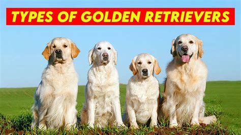 Golden Retriever Types Understanding Golden Retrievers