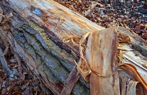 What To Do If Your Tree Is Shedding Bark Tree Doctors Inc