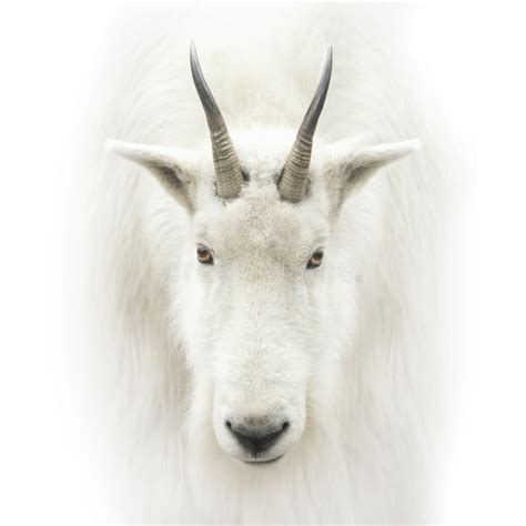 36955 Goat Head Stock Photos Free And Royalty Free Stock Photos From