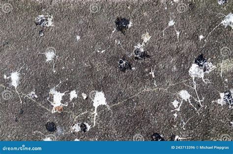 Lots Of Bird Poop On Asphalt Concrete Road Background Stock Photo