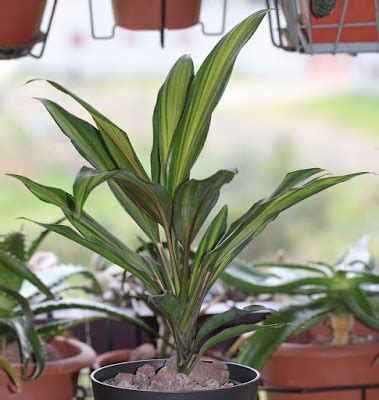 Cordyline Fruticosa Ti Plant Care And Culture Travaldo S Blog