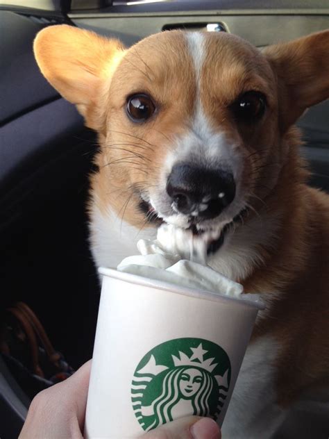 Starbucks Has A Drink Called A Puppacino For Dogs Its Completely