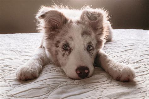 What Do Blue Merle Border Collies Look Like