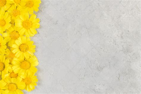 Yellow Flowers On Grey Background Stock Photos Motion Array
