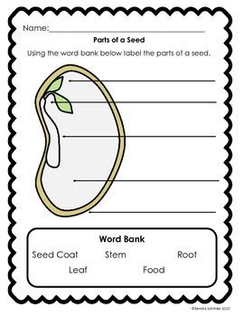 There one book page on each printed page. Lima Bean Dissection and Plant Quiz by Mrs Schimke | TpT