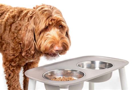 How Much To Feed A Labradoodle Puppy And Adult Feeding Chart