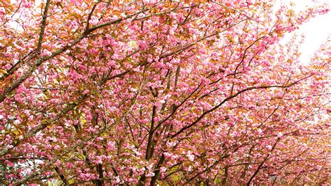 Best Spring Blooming Trees Favorites For White Pink And Purple Flowers