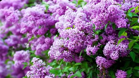 Lilacs Blooming Youtube