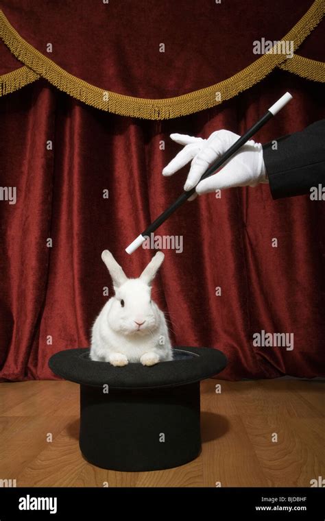 Magician Pulling A Rabbit Out Of A Hat Stock Photo Alamy