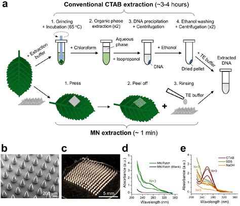 Figure From Extraction Of Plant Dna By Microneedle Patch For Rapid