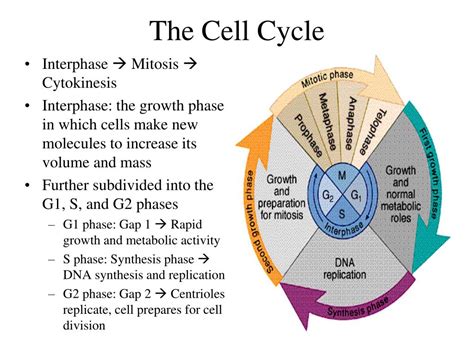 Ppt 51 The Cell Cycle Powerpoint Presentation Free Download Id