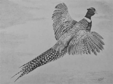 How To Draw A Pheasant Flying Step By Step First Draw A Vertical Line