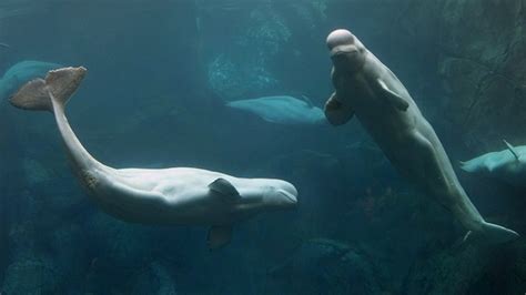 U S Aquarium Claims Beluga Whales Captured Off Russian Coast