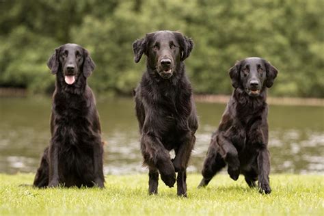 Flat Coated Retriever Dog Breed Information