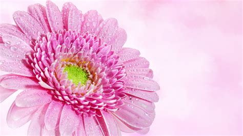 Gerbera Daisy Wallpaper 4k Pink Flower Water Drops