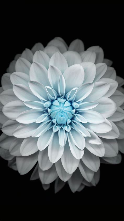 Flower black and white | wallpaper.sc iPhone6s