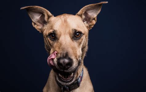 Fun Photos Of Dogs Licking A Slobbery Spoonful Of Peanut Butter Off