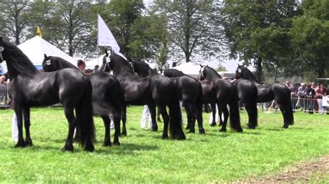 The Kfps Royal Friesian Horse Youtube