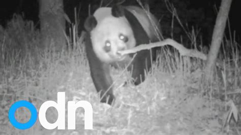 Wild Giant Panda Caught On Video Camera Youtube