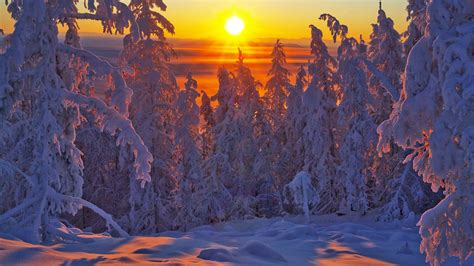 Snowy Pine Forest In The Sunrise Yakutsk Russia