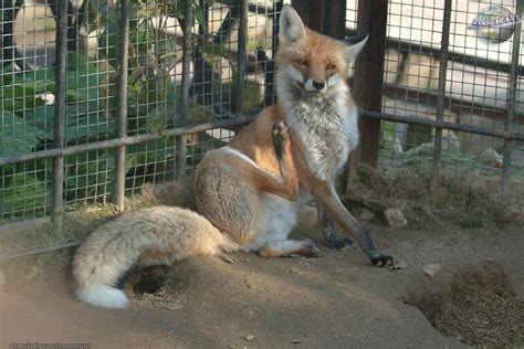 Don diego de la vega opposes the corrupt tyrants of spanish california as the masked swordsman, zorro. Zorro | Fotos y descripciones de los animales | el portal ...